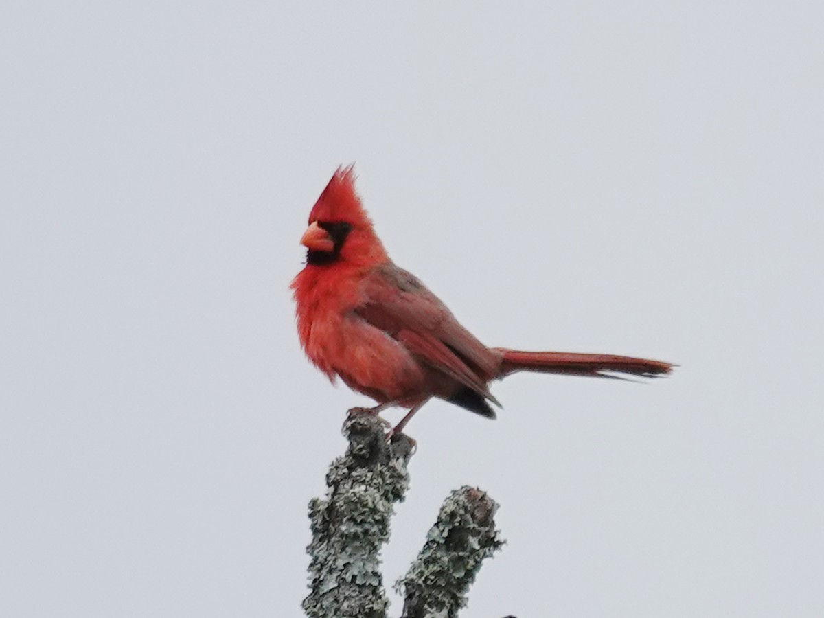 Northern Cardinal - Barry Reed