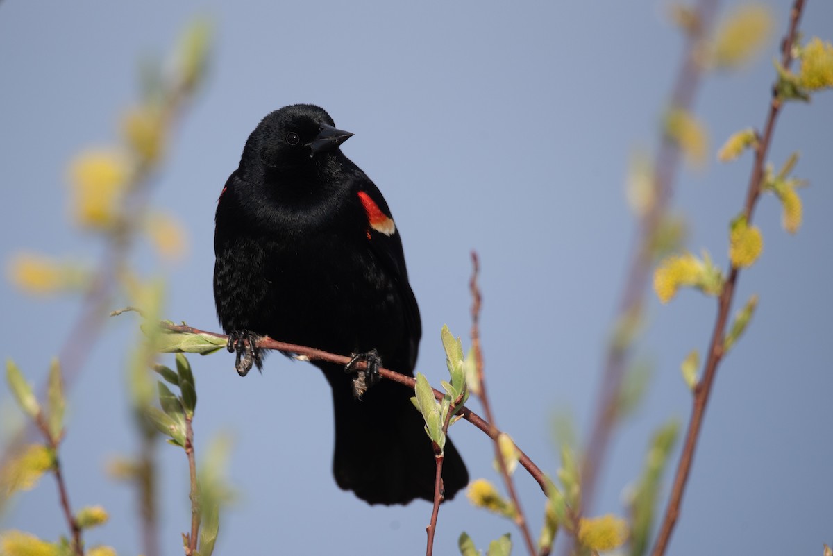 Red-winged Blackbird - Philippe Hénault