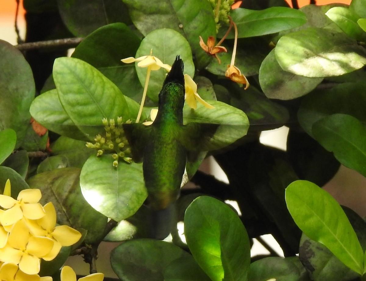 Antillean Crested Hummingbird - Jeffrey C and Teresa B Freedman