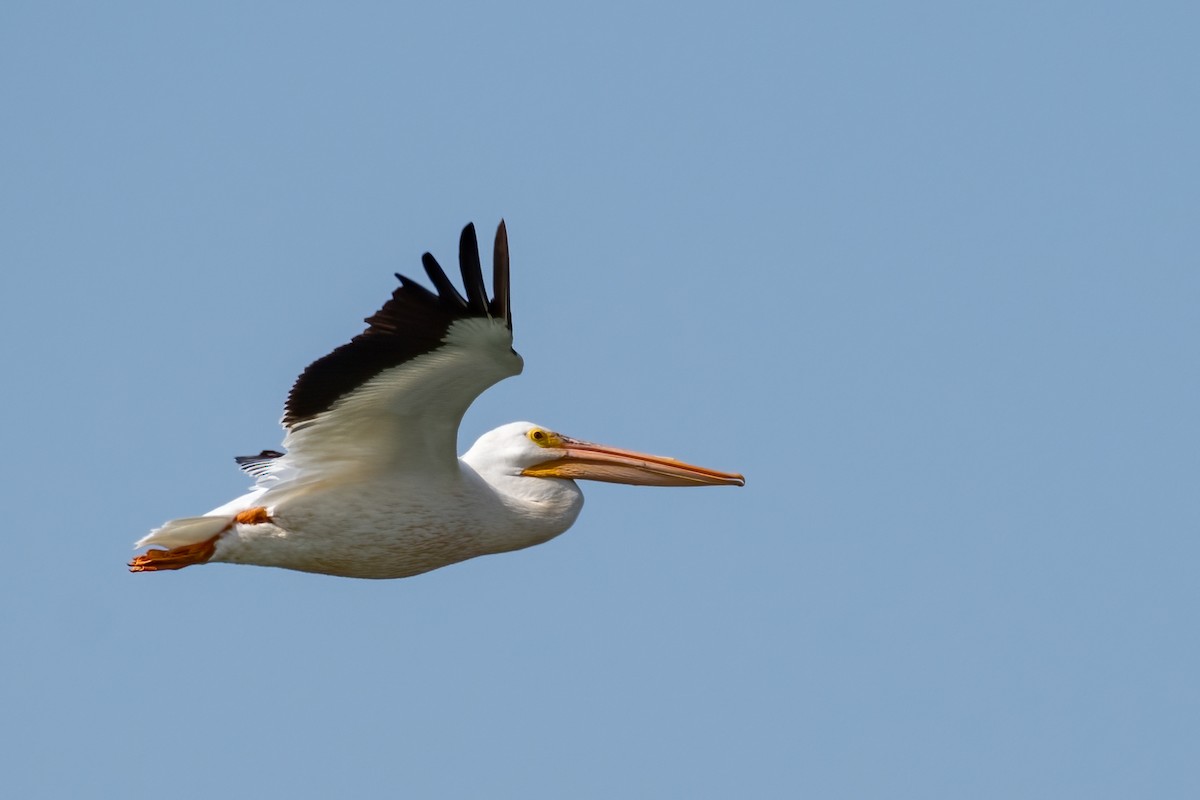 American White Pelican - Christy Hibsch