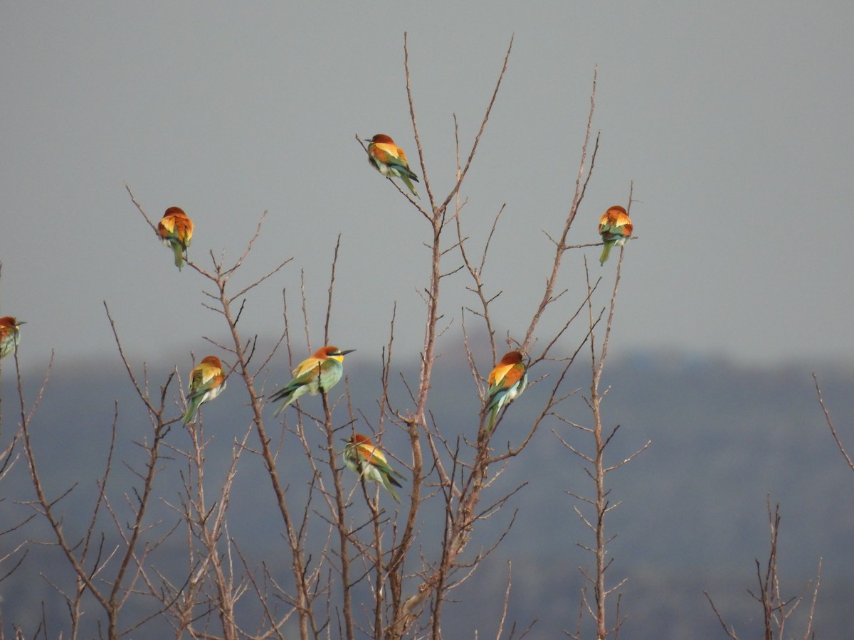 European Bee-eater - Anastasiya Dragun