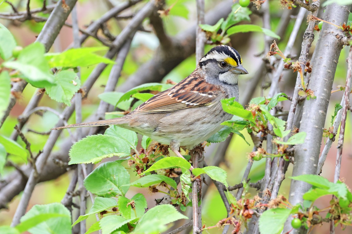 White-throated Sparrow - Nathan Wall