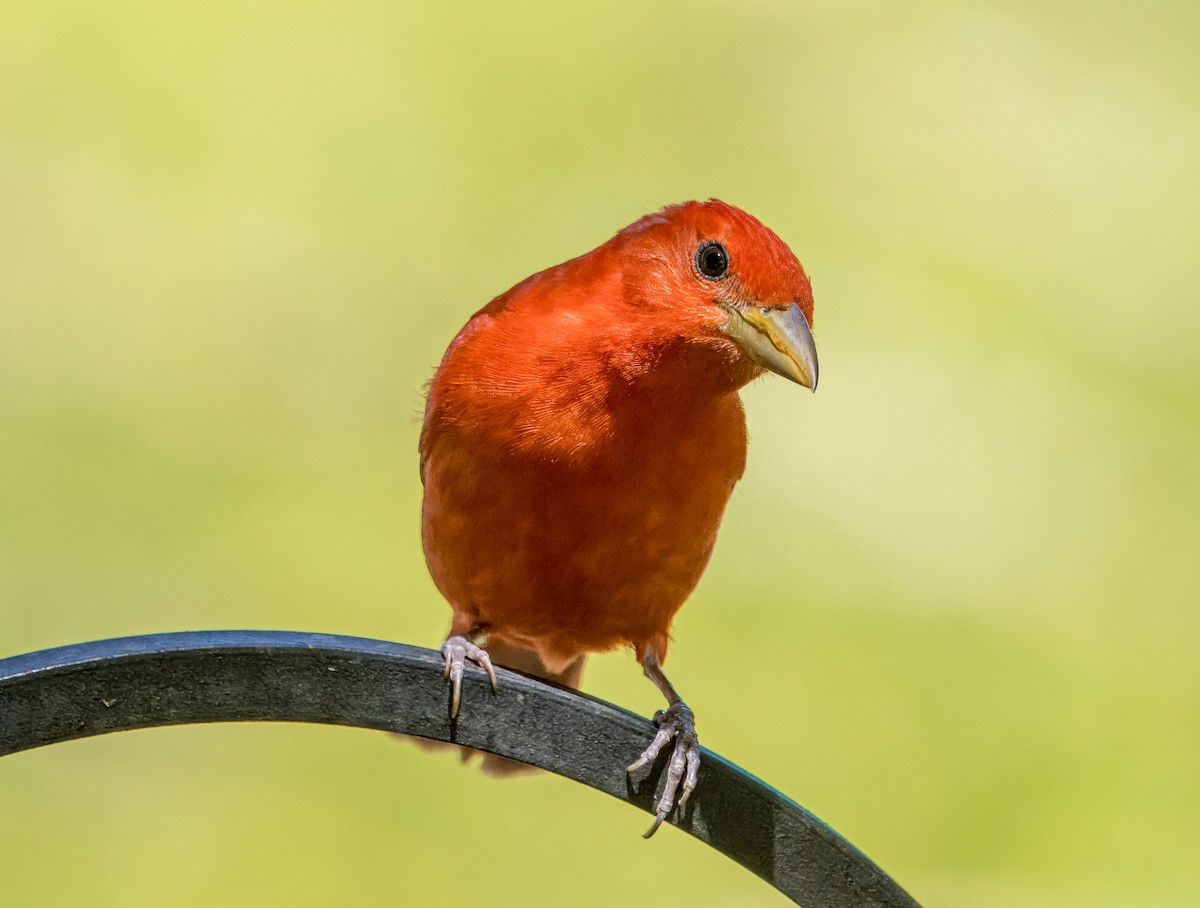 Summer Tanager - Daniel Ward