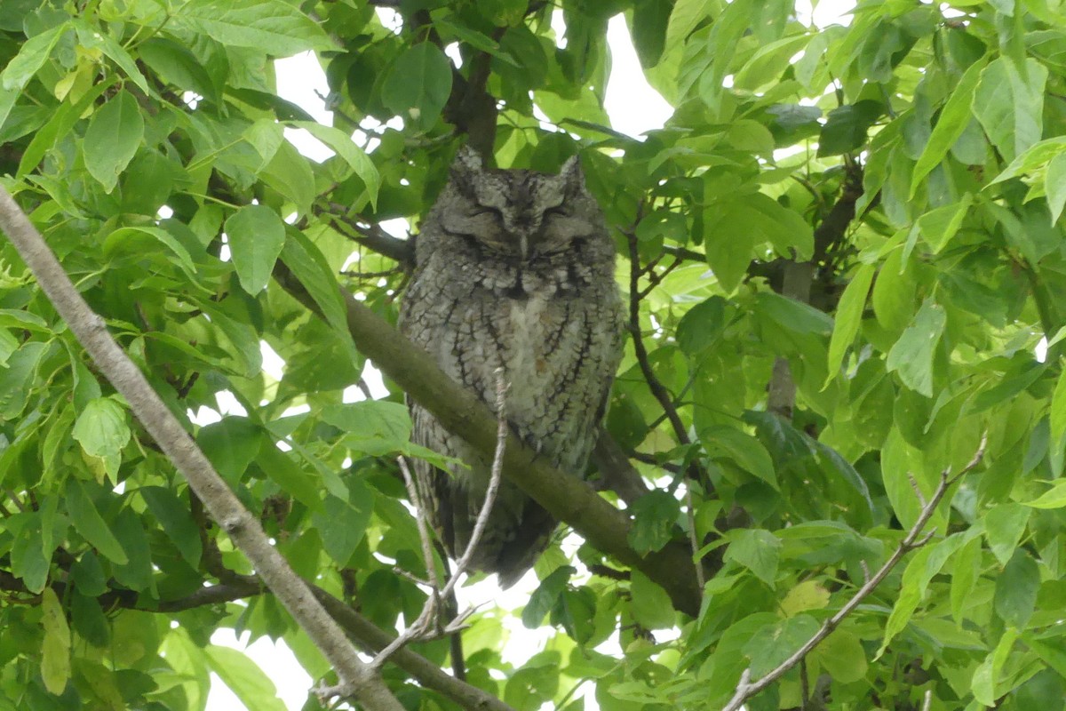 Eastern Screech-Owl - Peter Dunwiddie
