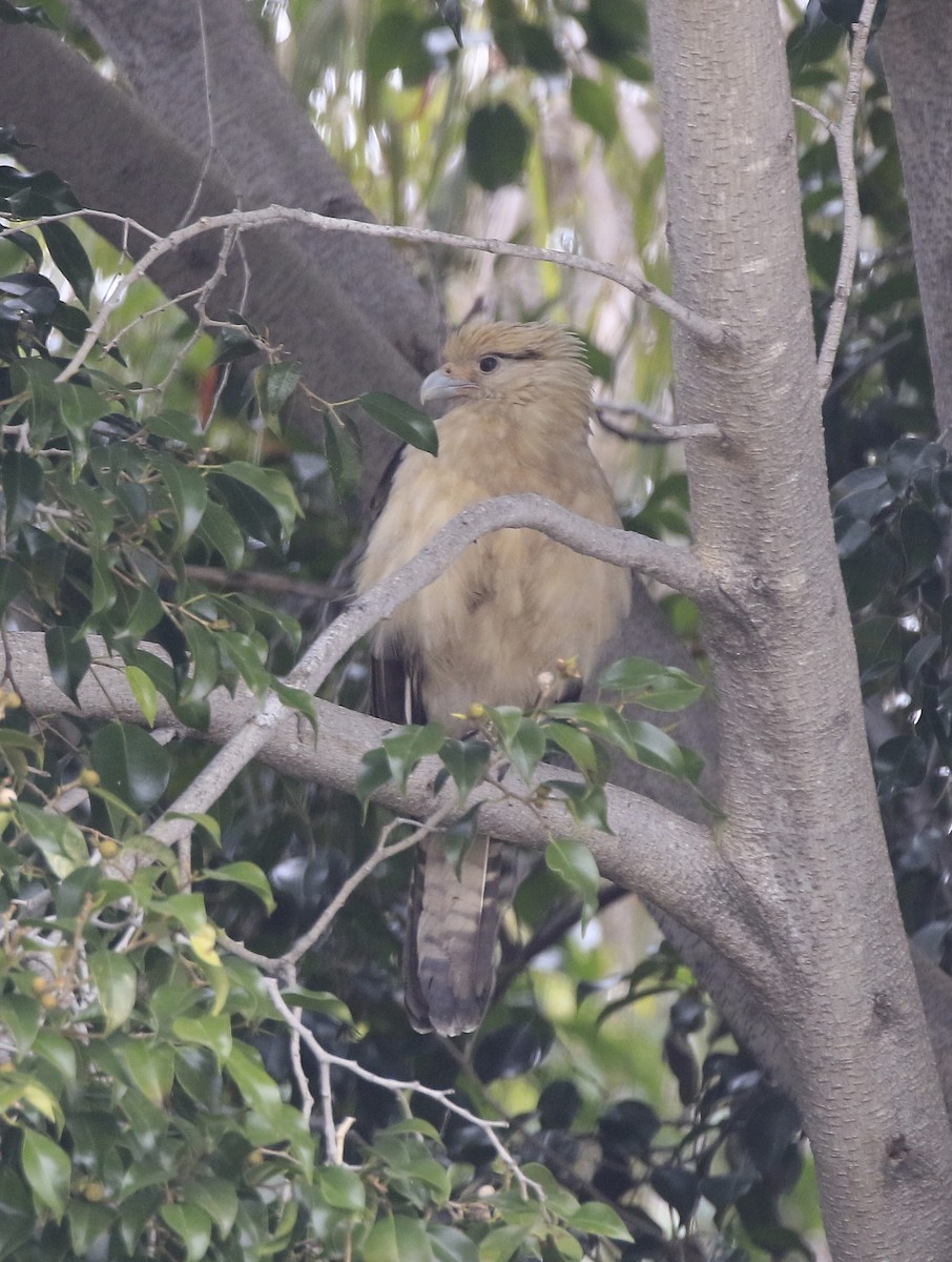 Yellow-headed Caracara - Trish Gussler