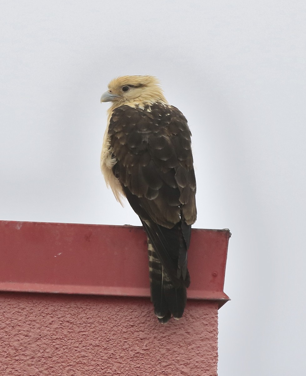 Yellow-headed Caracara - Trish Gussler