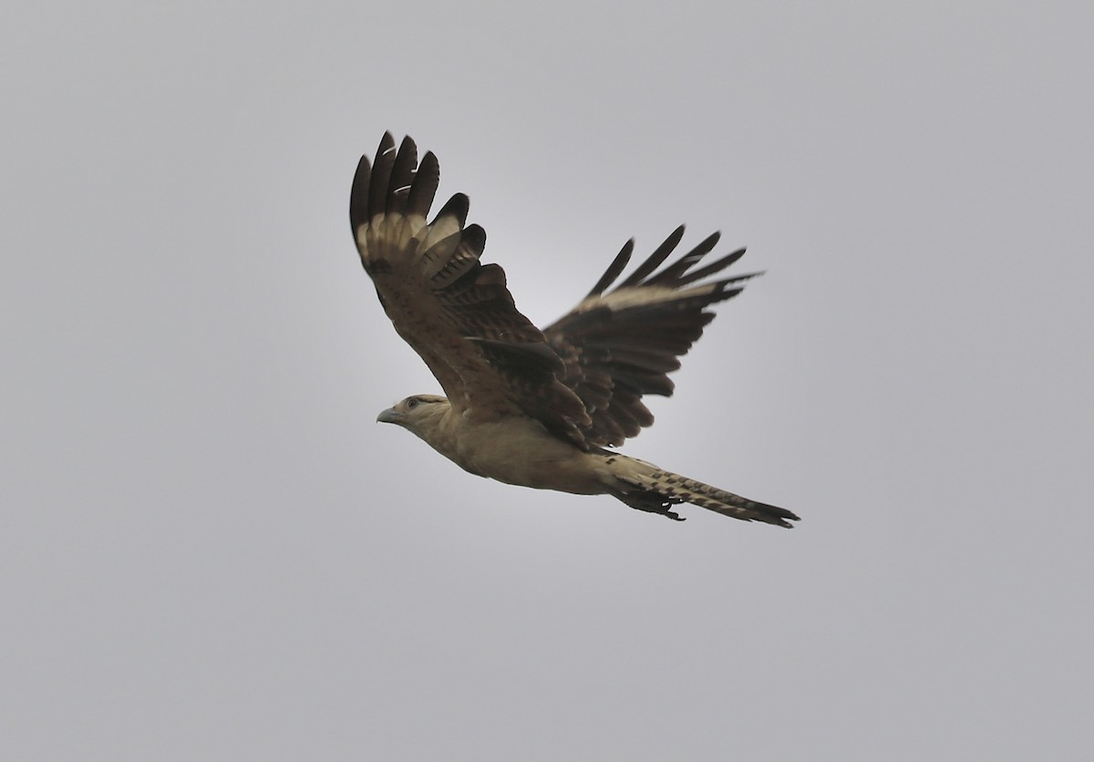 Yellow-headed Caracara - Trish Gussler