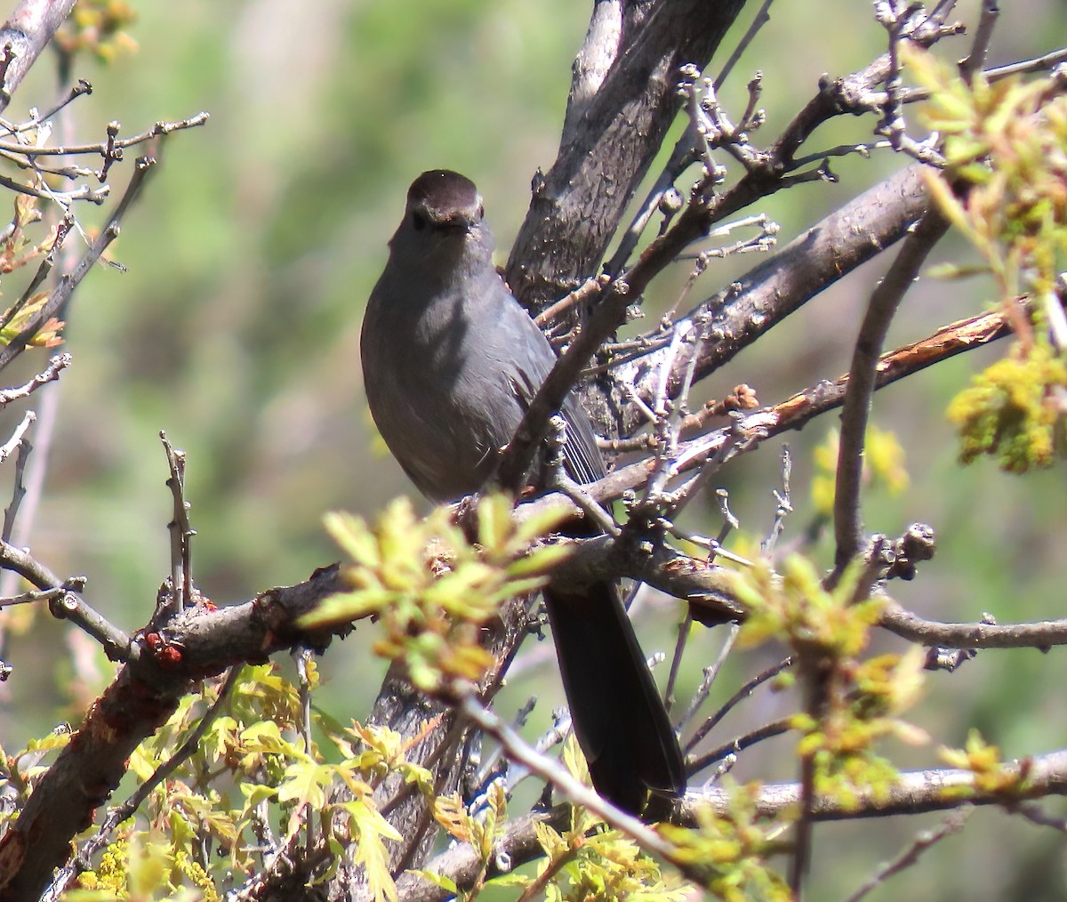 Gray Catbird - ML619160734