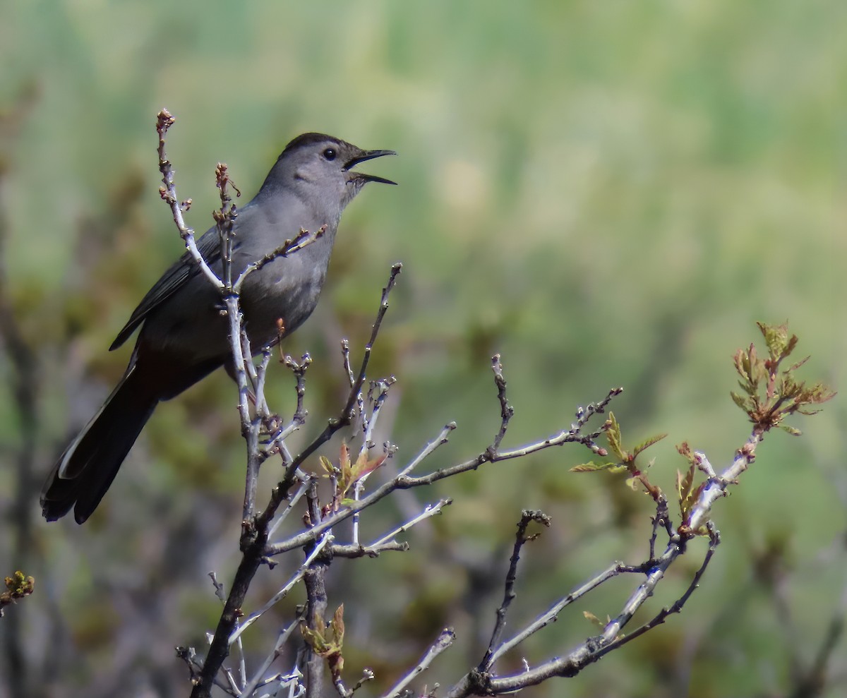 Gray Catbird - Sheridan Samano