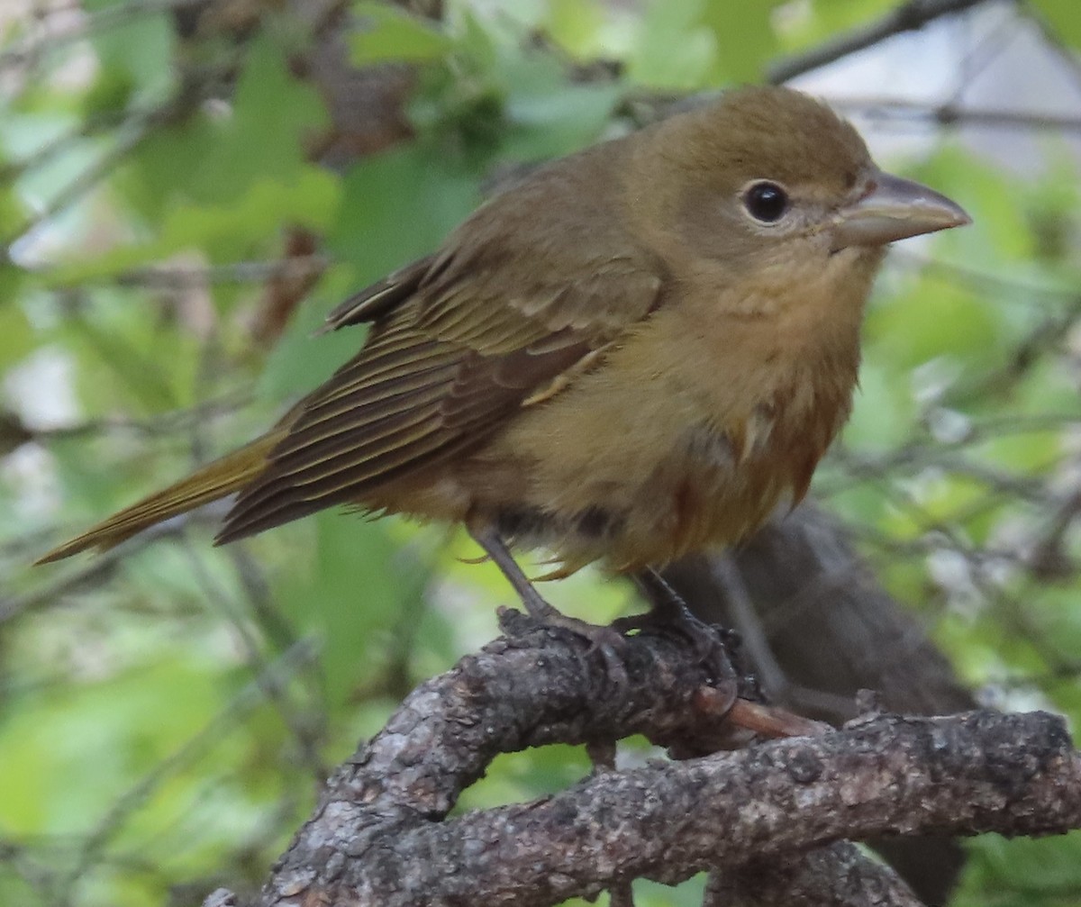 Summer Tanager - ML619160752