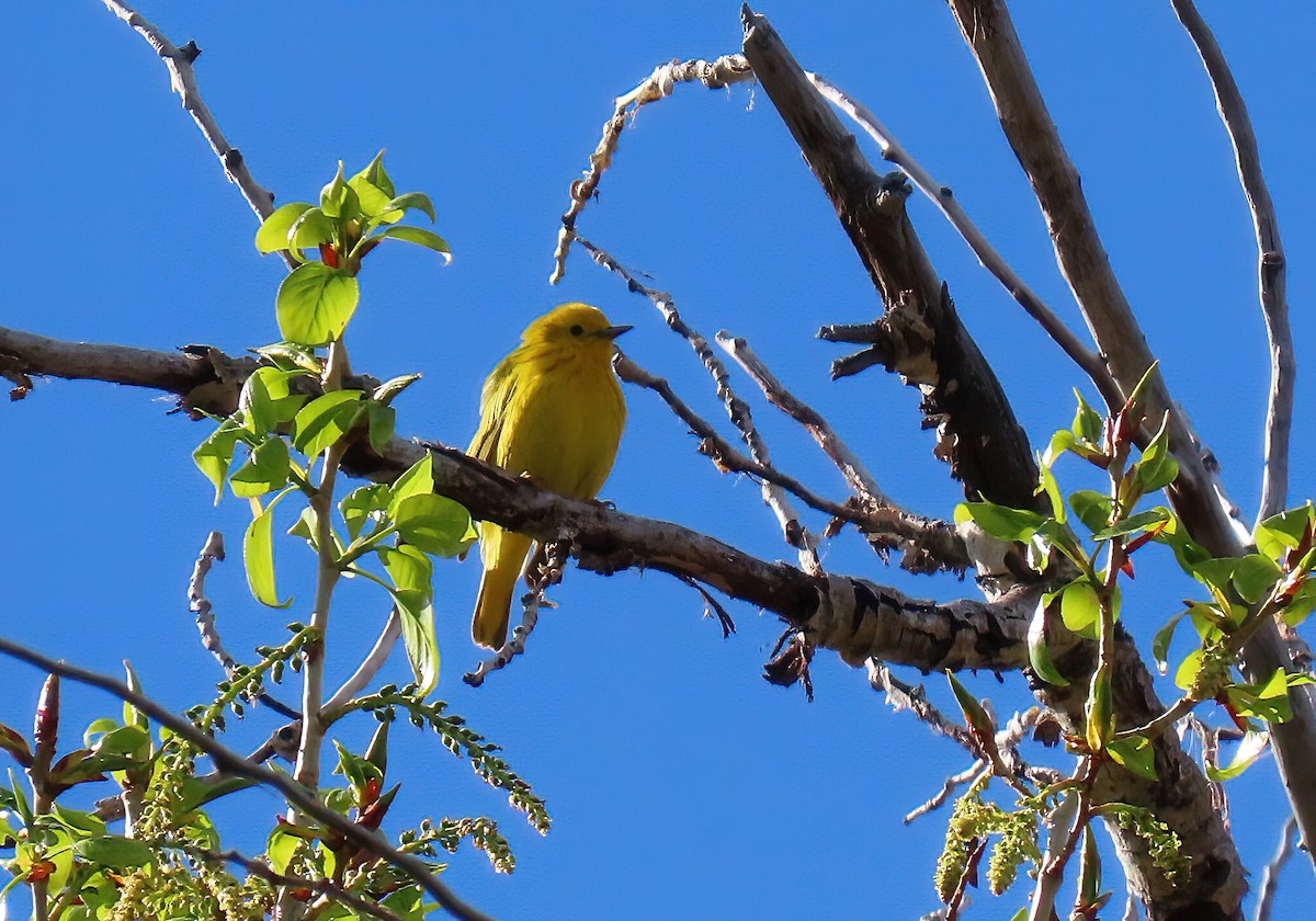 Yellow Warbler - Sheridan Samano