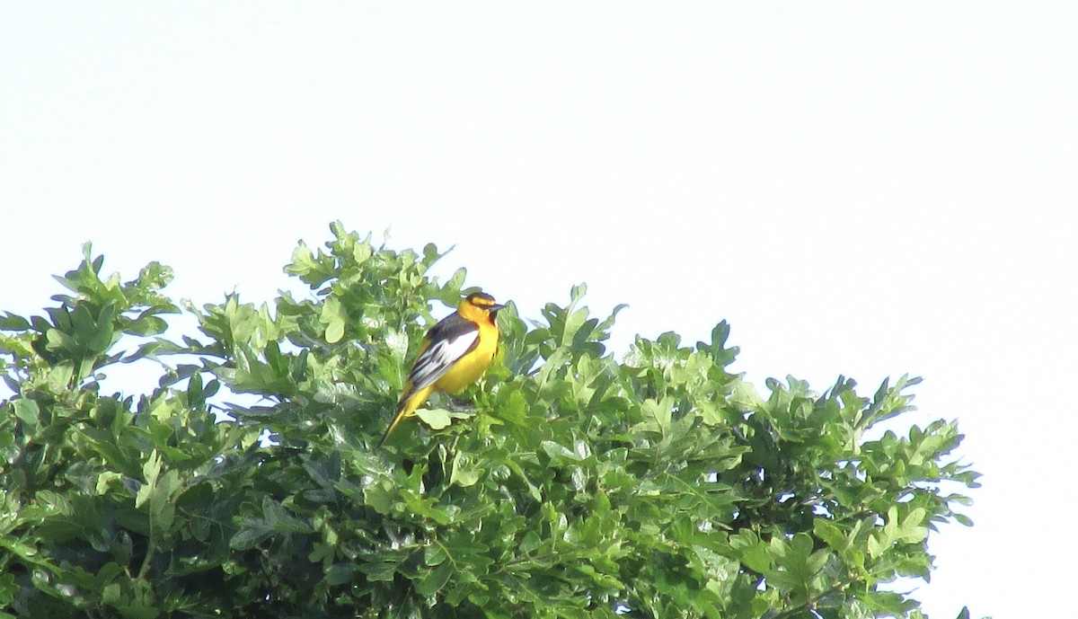 Bullock's Oriole - ML619160757