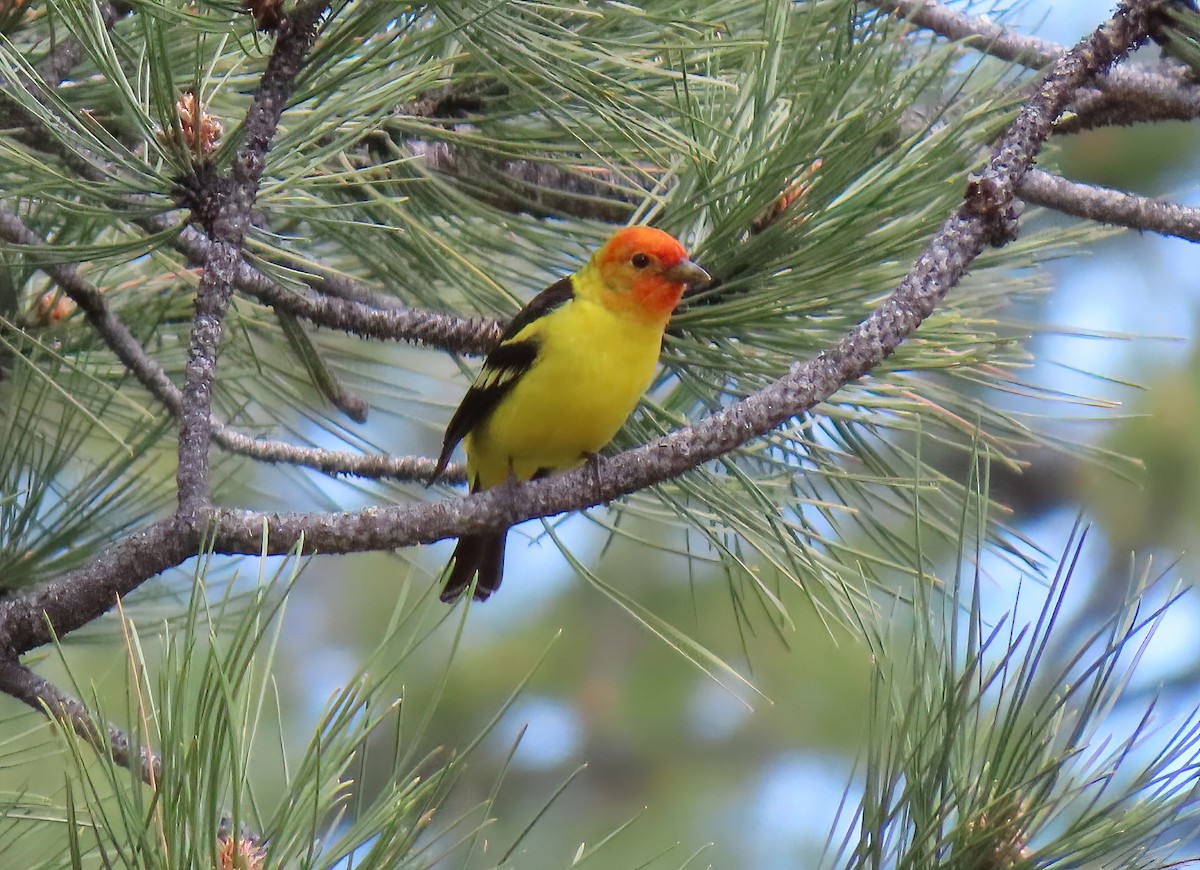 Western Tanager - Sheridan Samano