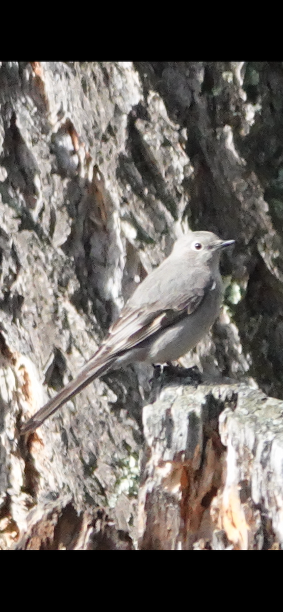 Townsend's Solitaire - Jerry Savage