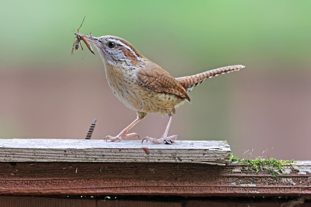 Carolina Wren - Nathan Wall