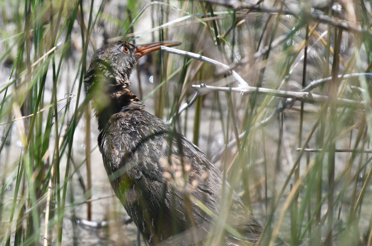 Clapper Rail - Wendy N