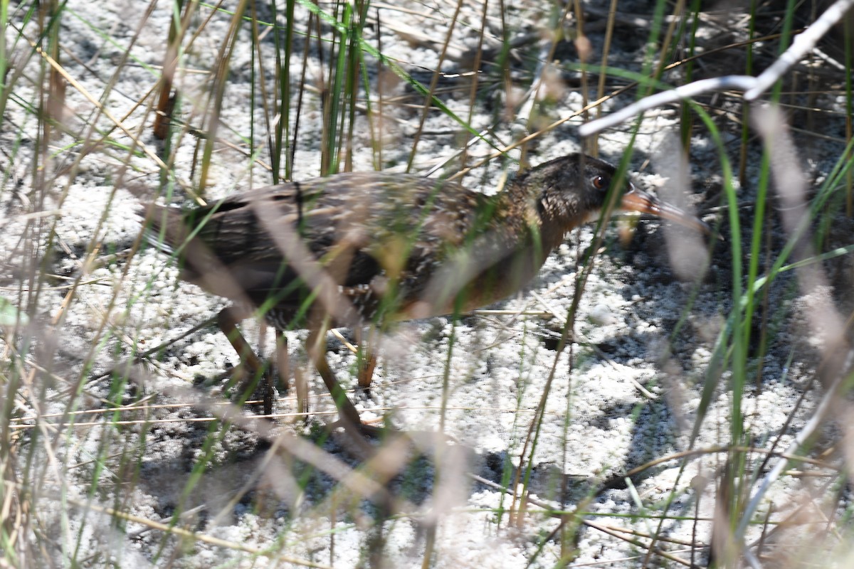 Clapper Rail - Wendy N