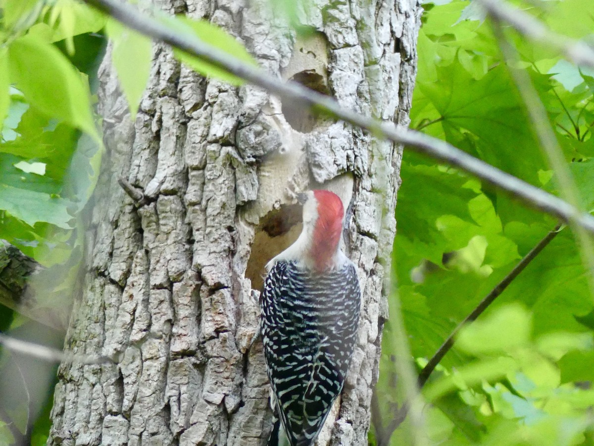 Red-bellied Woodpecker - Cheyenne Ellis