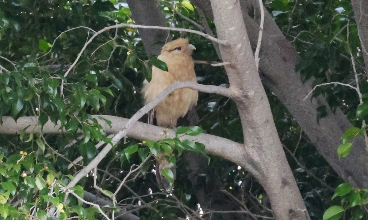 Yellow-headed Caracara - Angela Kenny