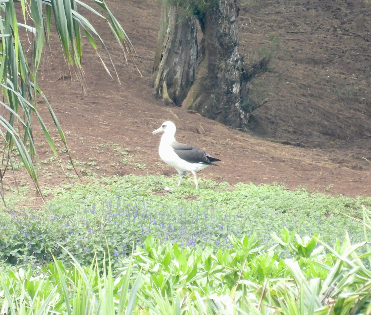 Laysan Albatross - Chris Parsons