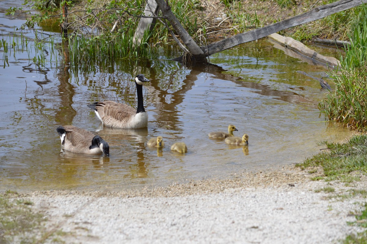 Canada Goose - ML619160822