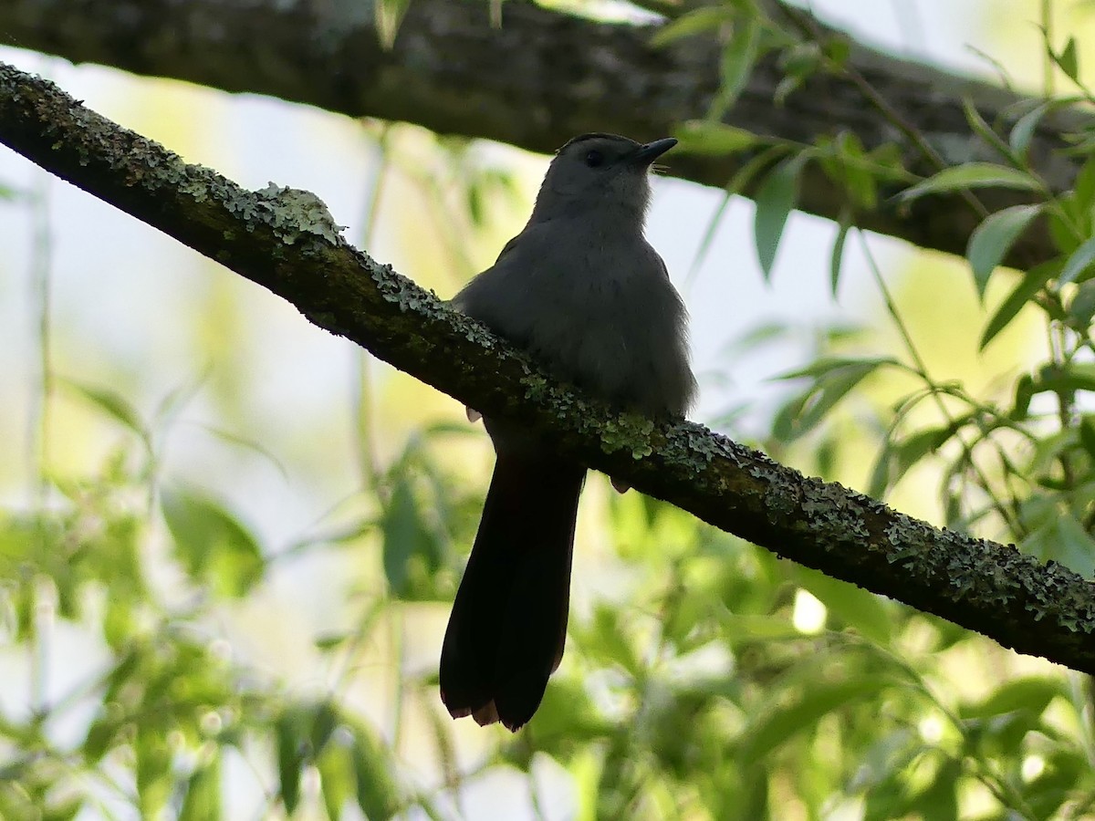 Gray Catbird - Cheyenne Ellis