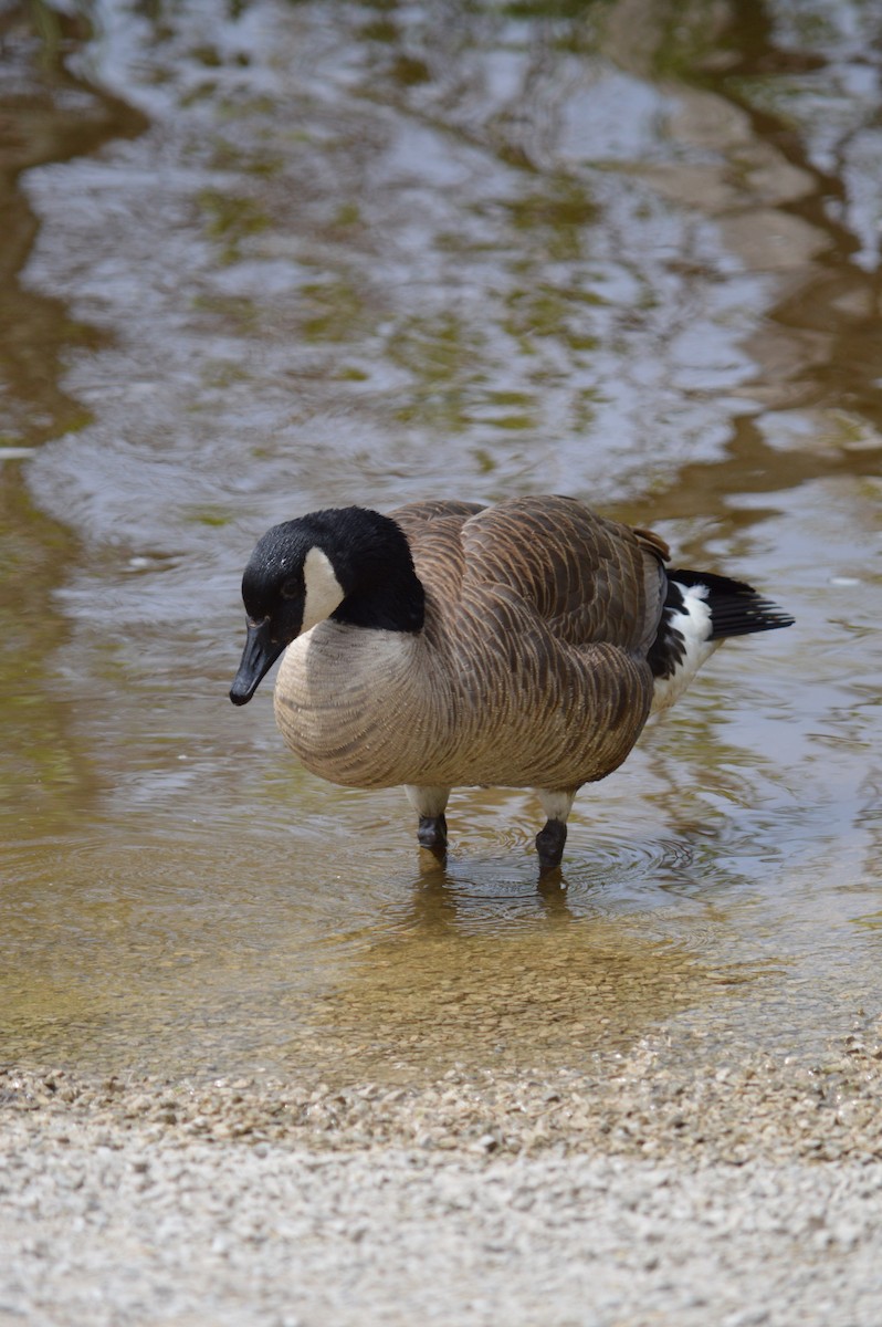 Canada Goose - ML619160827