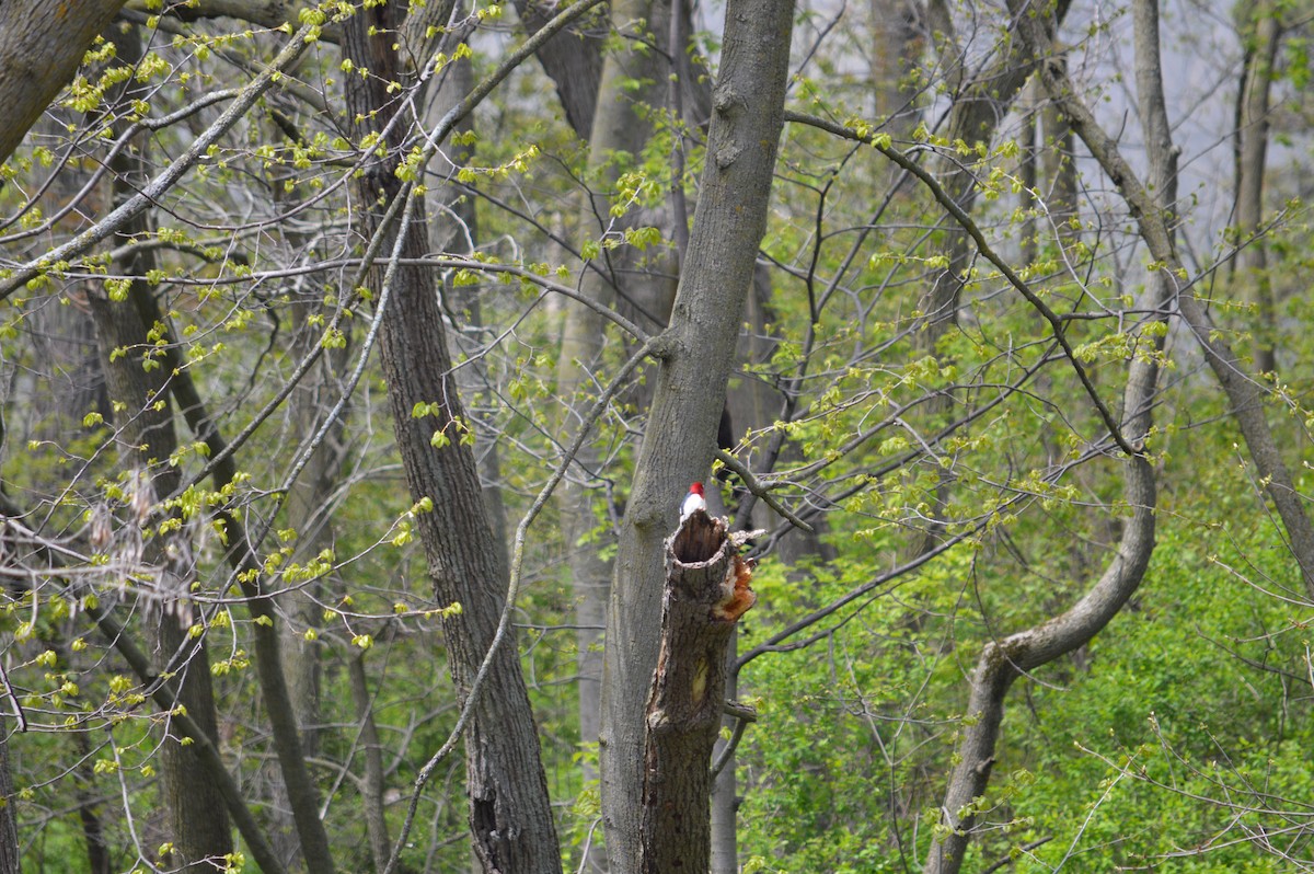 Red-headed Woodpecker - ML619160829