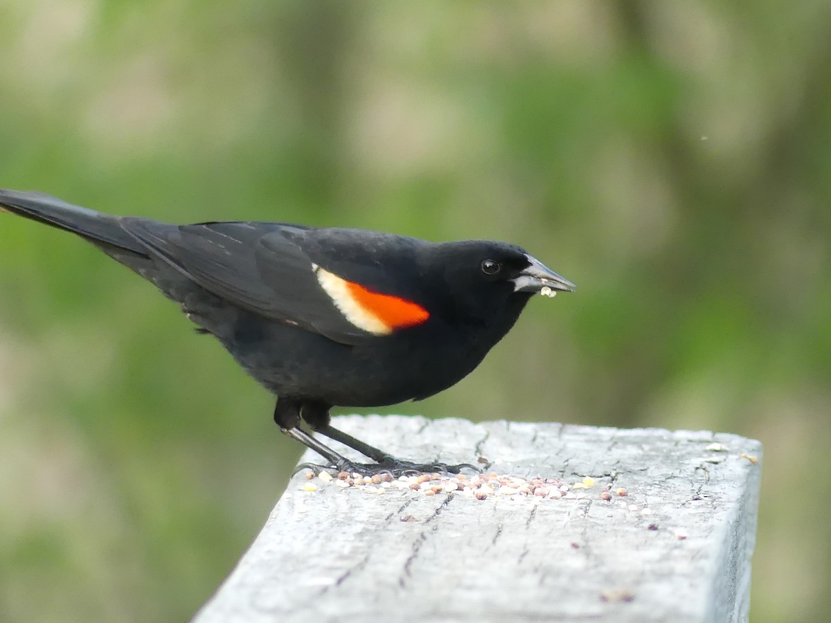 Red-winged Blackbird - Cheyenne Ellis