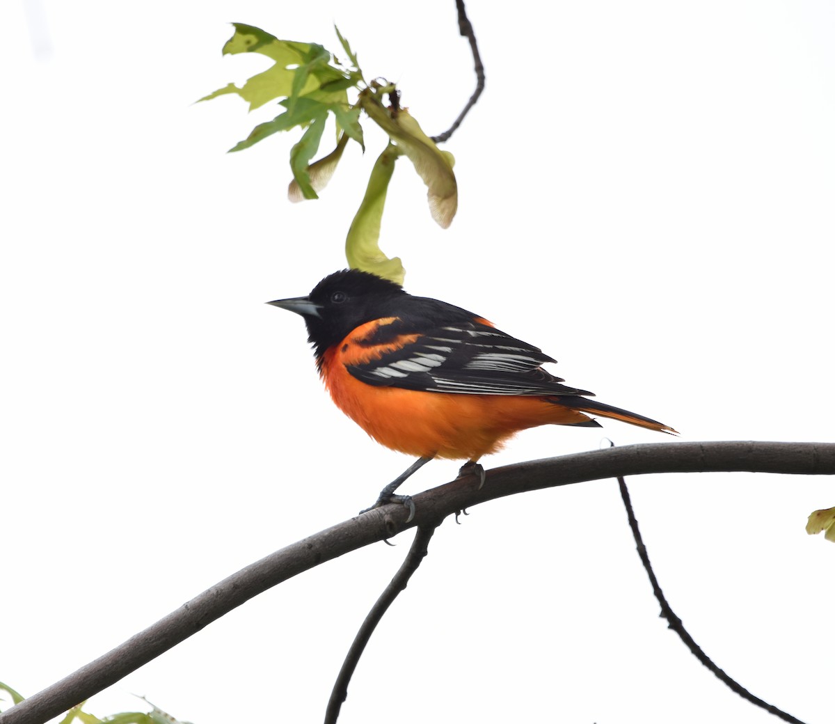 Baltimore Oriole - Charity Kheshgi