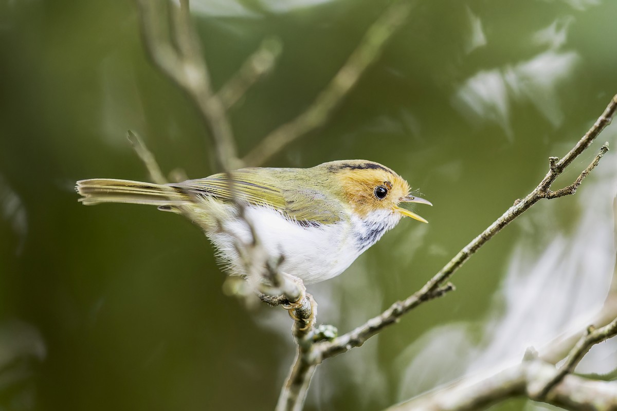 Rufous-faced Warbler - Se Chea