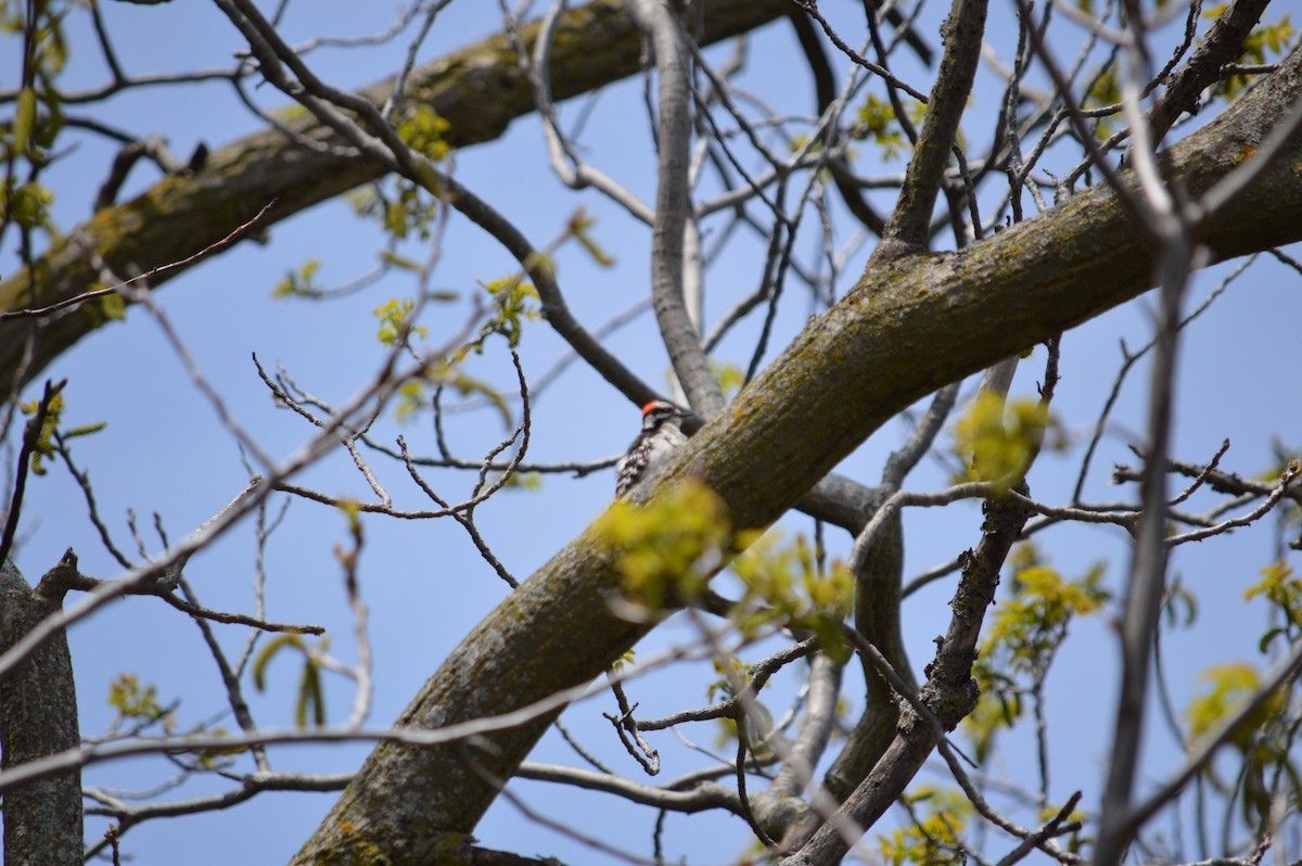 Downy Woodpecker - Justin Hageman