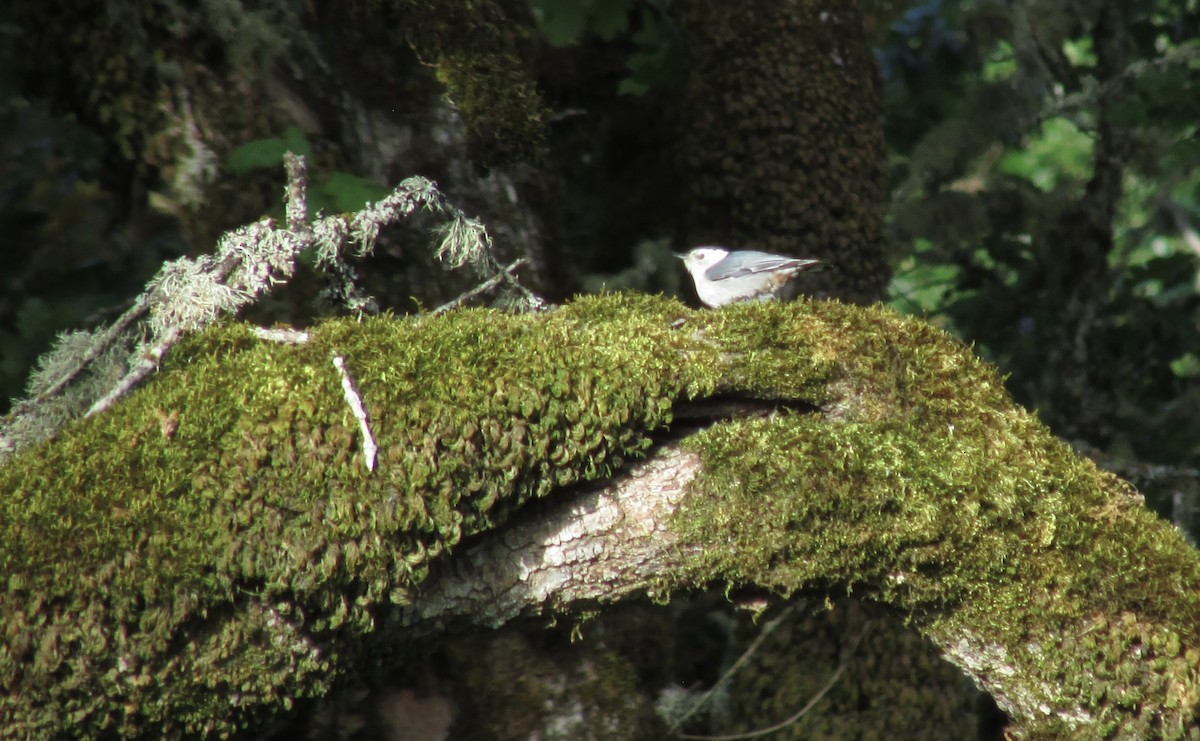 White-breasted Nuthatch - ML619160847