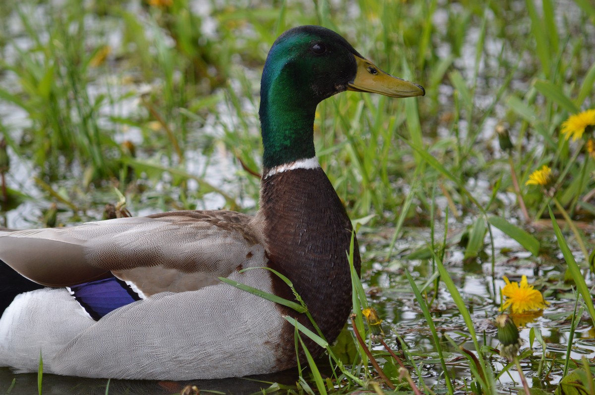 Mallard - ML619160848