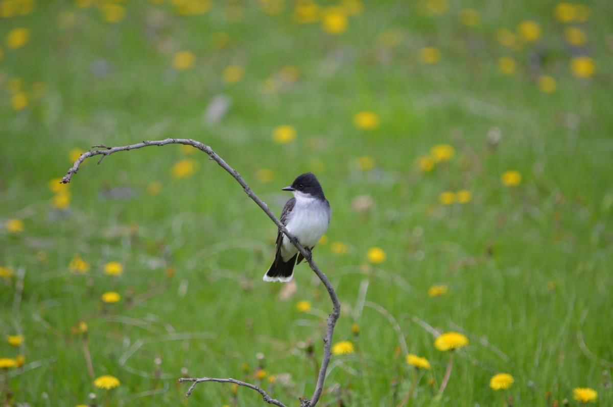 Eastern Kingbird - ML619160853