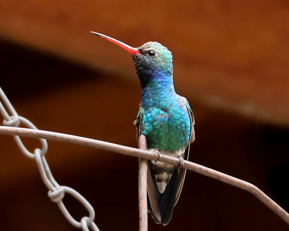 Broad-billed Hummingbird - Sue Smith