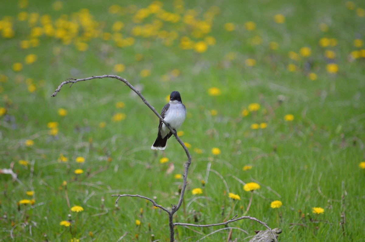 Eastern Kingbird - ML619160856