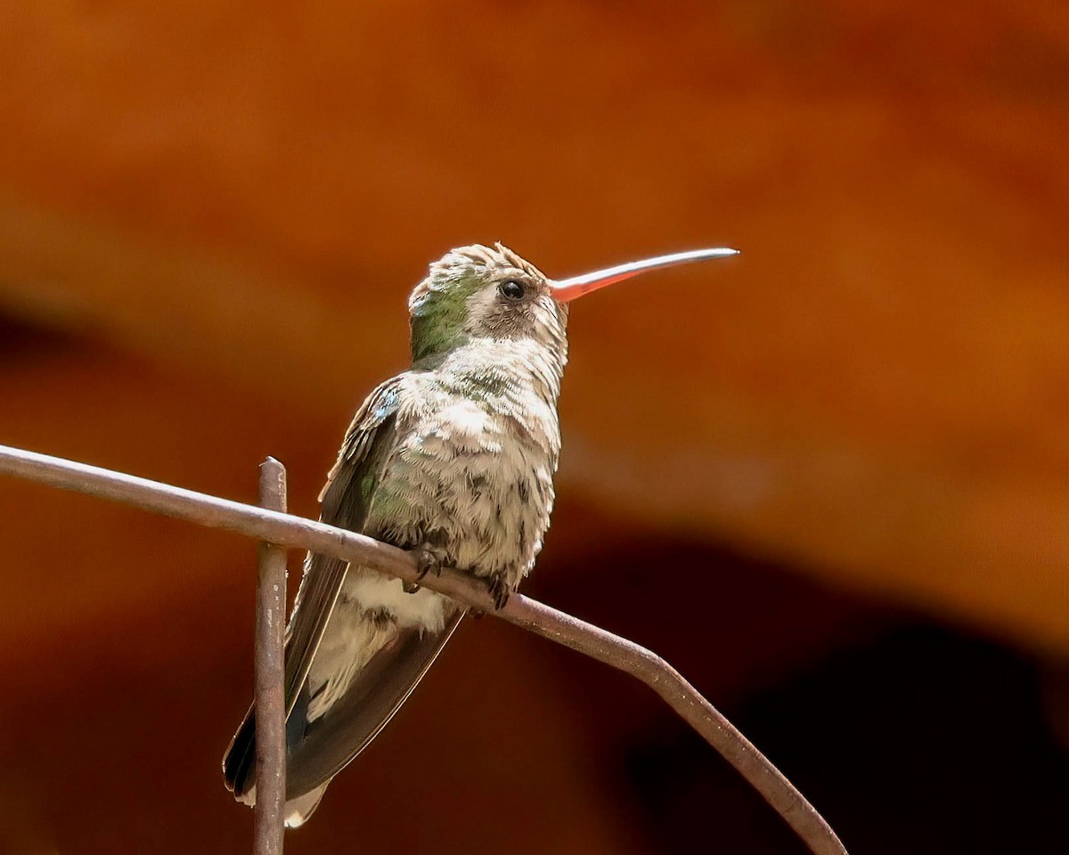 Broad-billed Hummingbird - Sue Smith