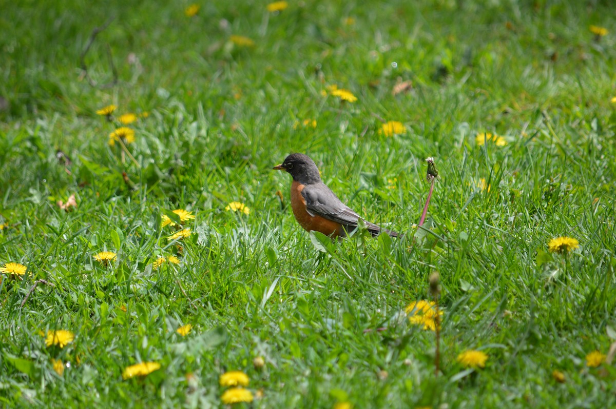 American Robin - ML619160859