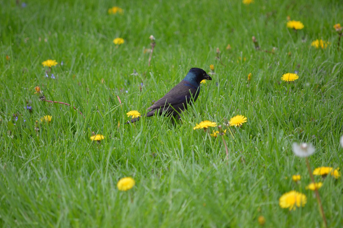 Common Grackle - ML619160862