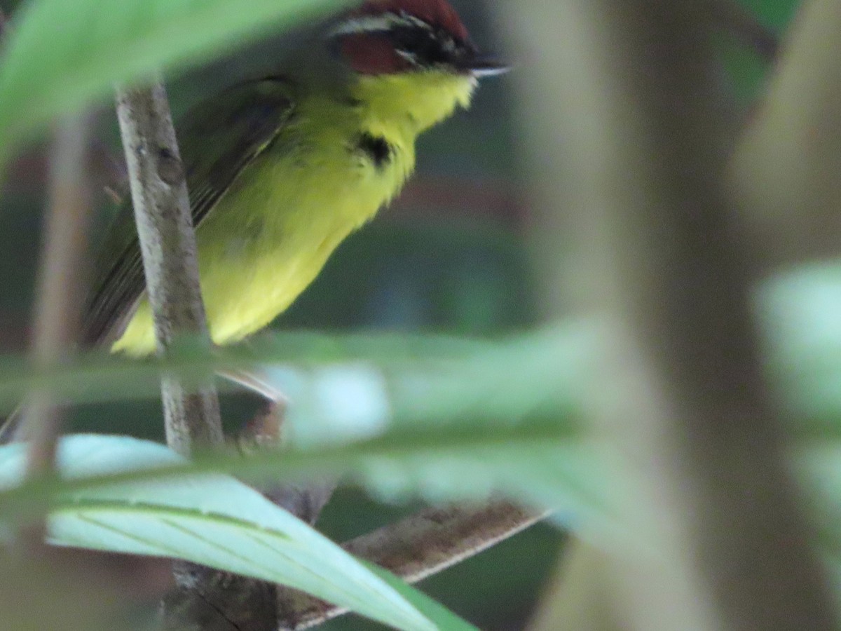 Chestnut-capped Warbler - Michelle Browning
