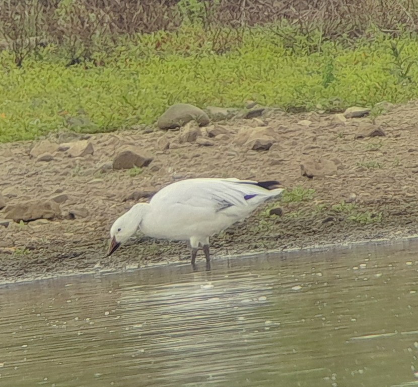 Snow Goose - ML619160872