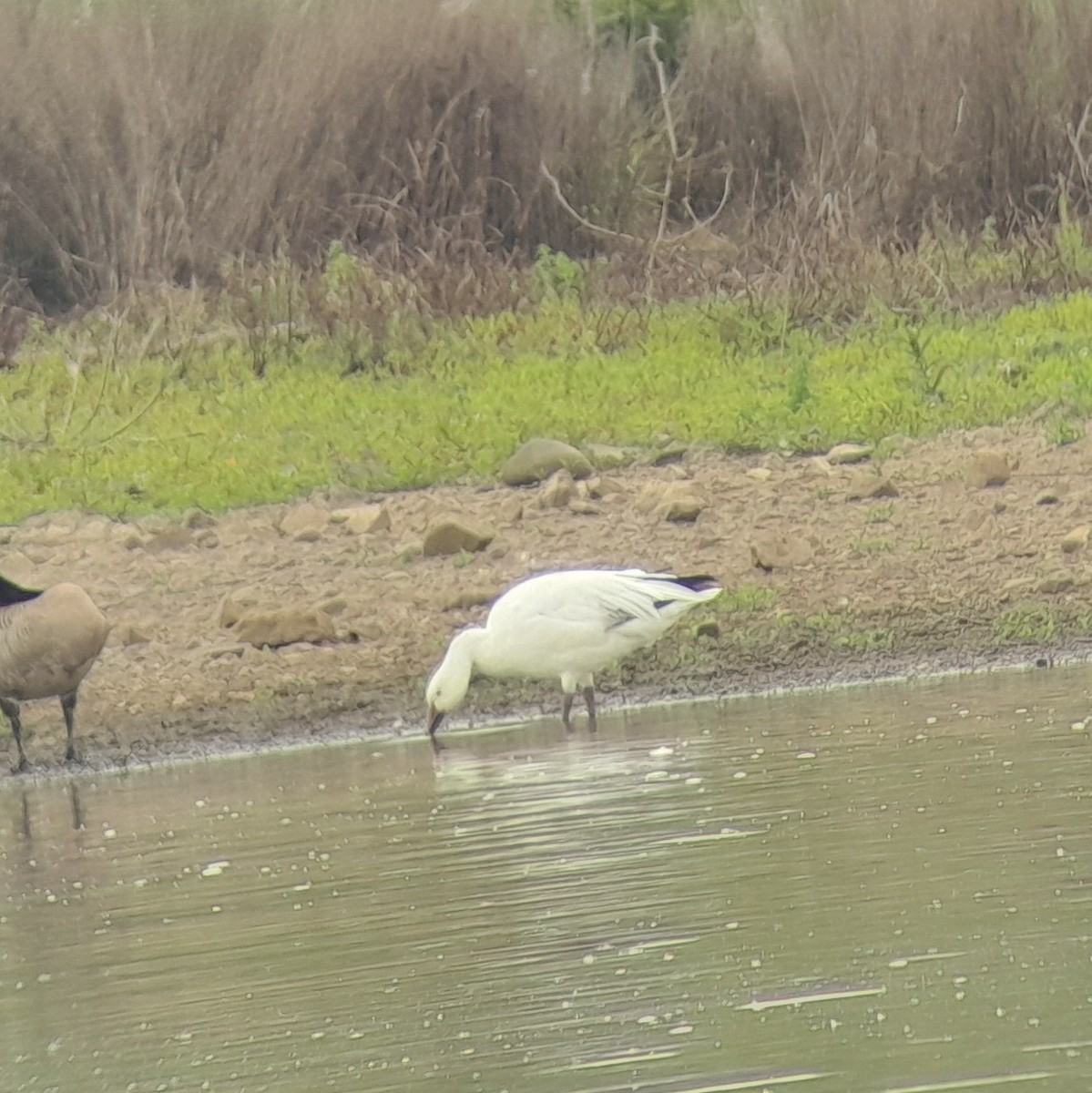 Snow Goose - ML619160873