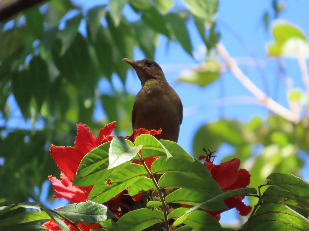 Clay-colored Thrush - Michelle Browning