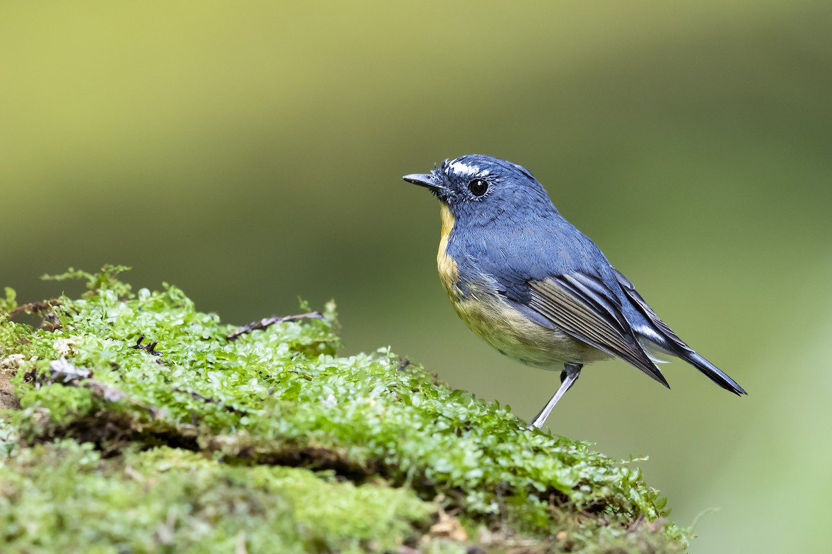 Snowy-browed Flycatcher - ML619160881