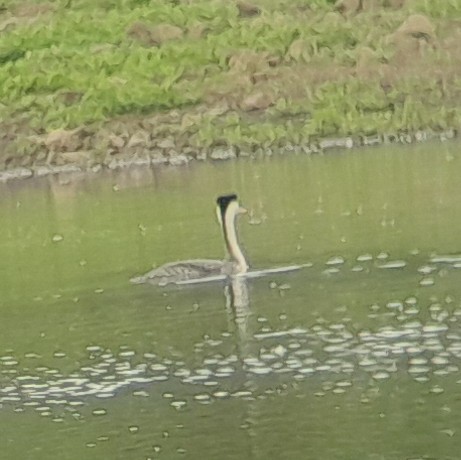 Clark's Grebe - ML619160893