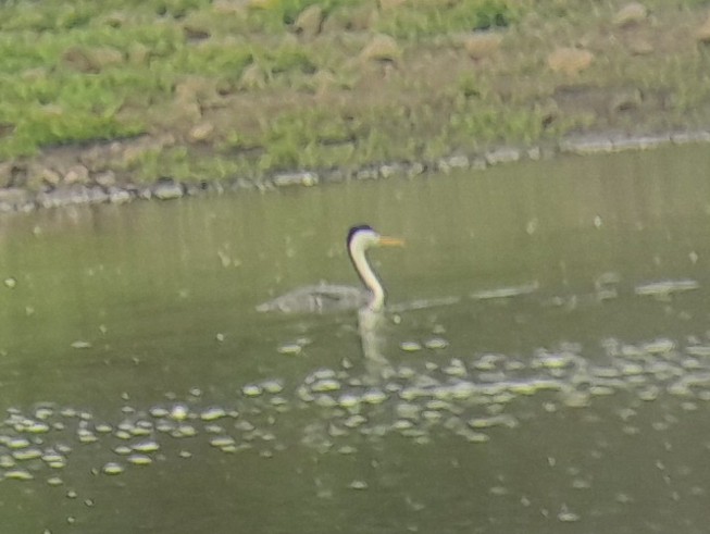 Clark's Grebe - ML619160894