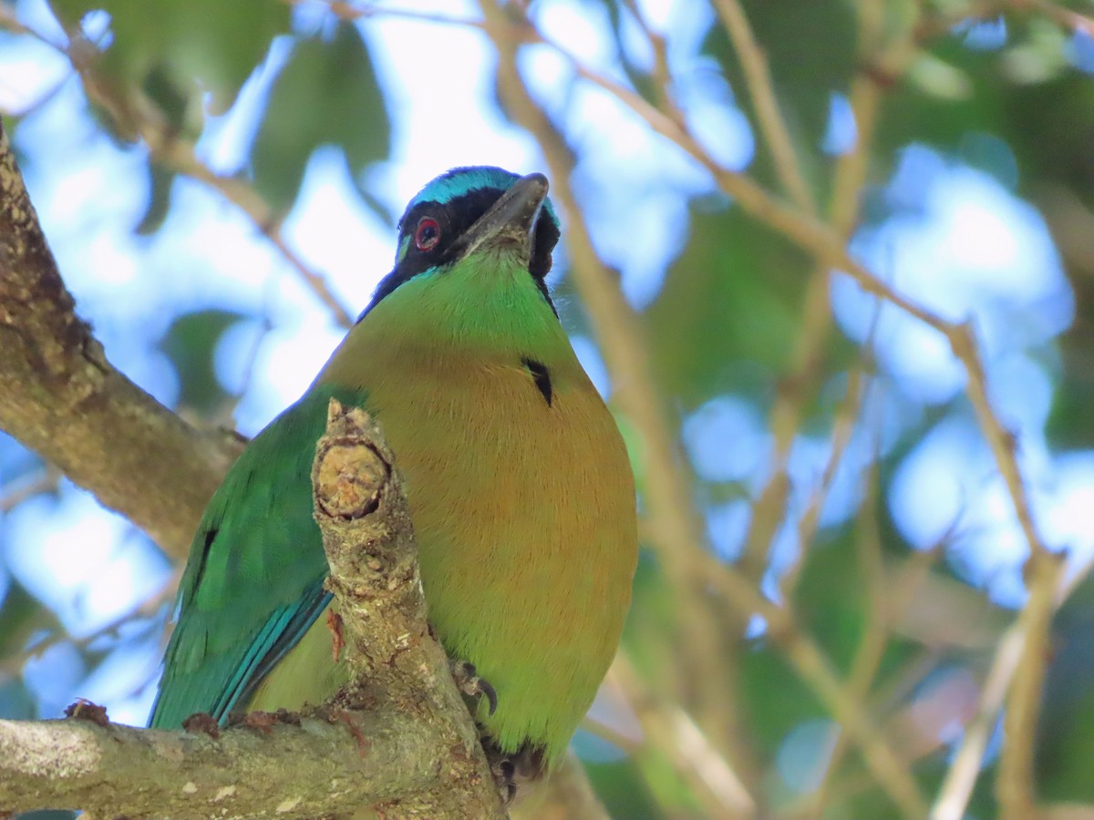 Lesson's Motmot - Michelle Browning