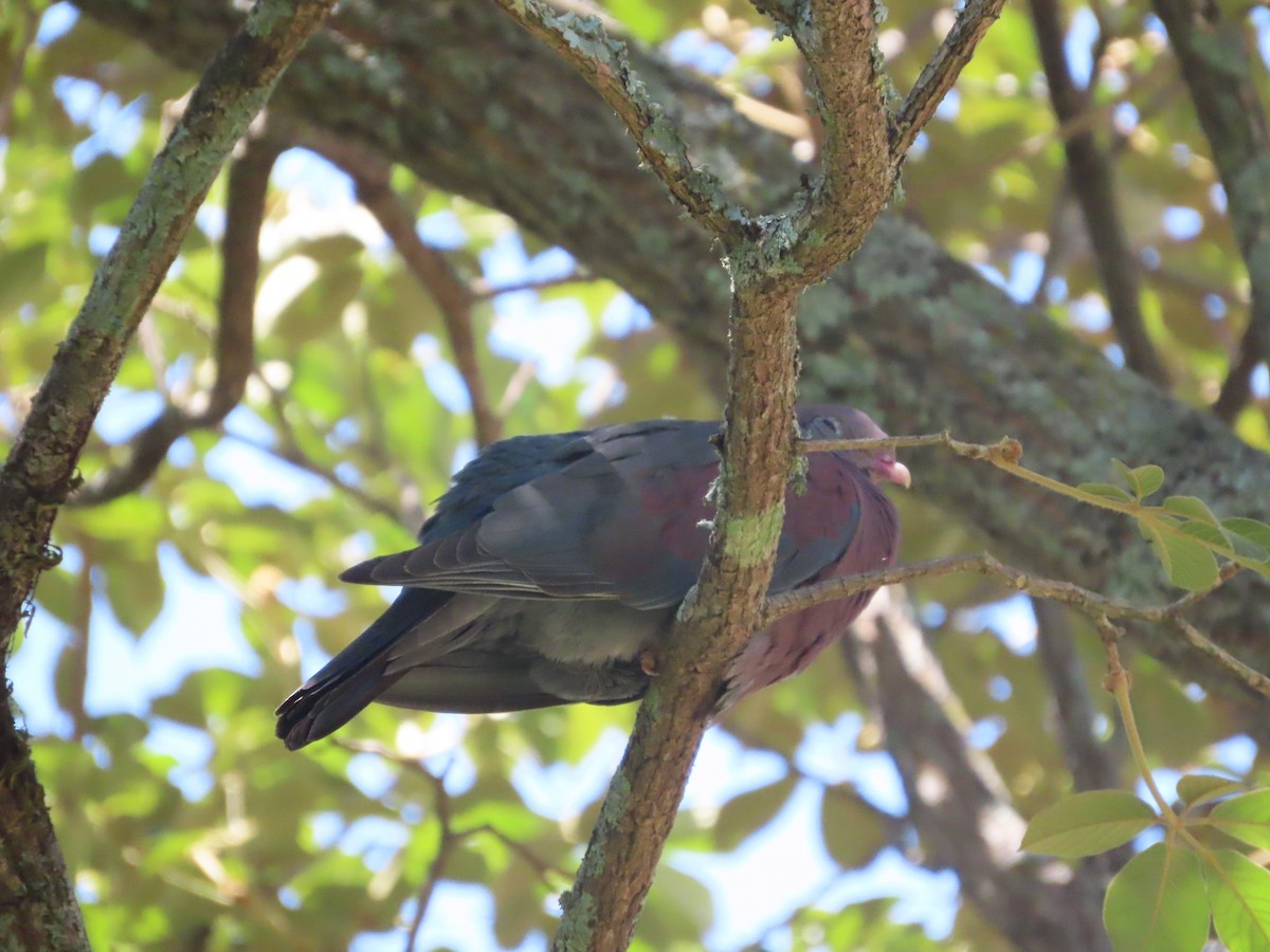 Red-billed Pigeon - Michelle Browning