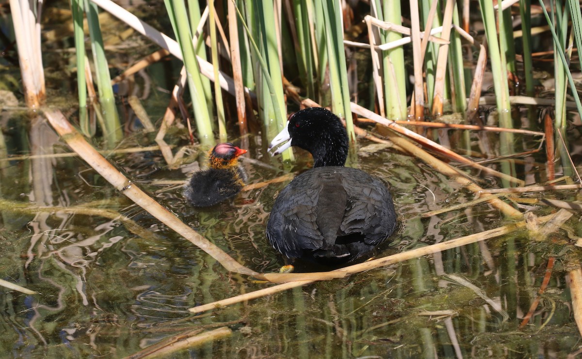 American Coot - ML619160927